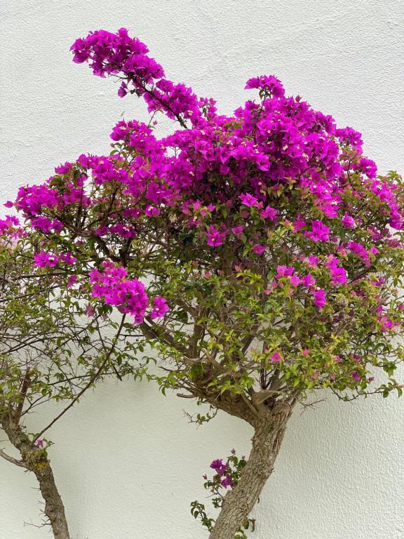Fewo Cesar Manrique - Albufeira, Portugal 외부 사진